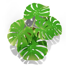 Monstera leaf illustration with shadow cut out 3d render