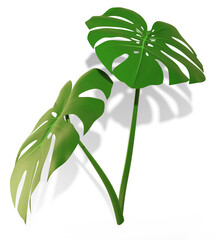 Monstera leaf illustration with shadow cut out 3d render