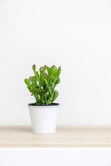 A beautiful small Jade Plant, Crassula Ovata Succulent Plant, in white pot on wooden surface