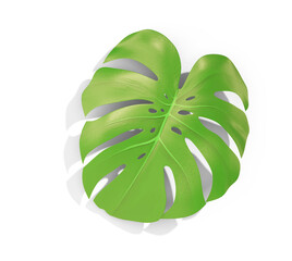 Naklejka na ściany i meble Monstera leaf illustration with shadow cut out 3d render