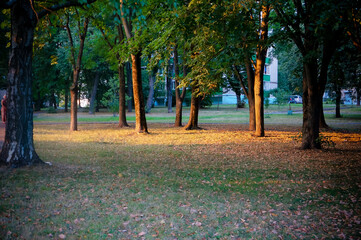 autumn in the park with the leaves