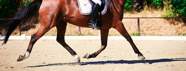 Horse dressage with rider in a strong trot during the suspension phase, close-up of the four legs...