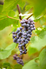 blue grape in the organic garden