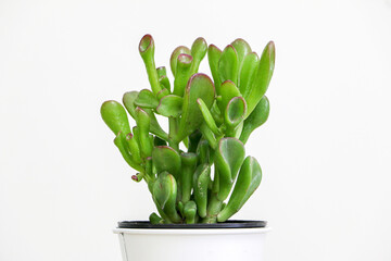 Close up of the green leaves of a Crassula Ovata Jade Plant with red purple tinges on their tips as they sprout from a white pot