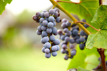 blue grape in the organic garden