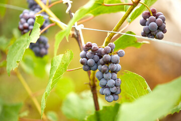 blue grape in the organic garden