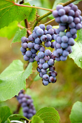 blue grape in the organic garden