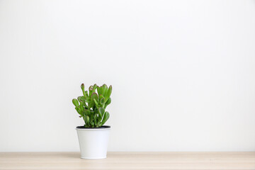 A small Jade plant (Crassula Ovata) in a white pot on left of wooden surface isolated against white background