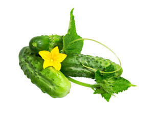 Cucumber with leaf and flower  isolated on white.