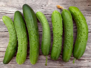 Home grown ripe cucumbers, organic healthy food from the garden, sustainable farming, natural texture, background.
