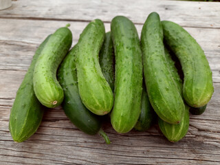Home grown ripe cucumbers, organic healthy food from the garden, sustainable farming, natural texture, background.