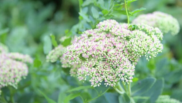 Flowering showy stonecrop, iceplant, butterfly stonecrop, Hylotelephium spectabile in the garden