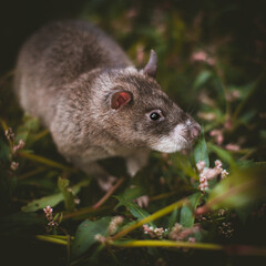 Giant african pouched rat in a garden with pansies