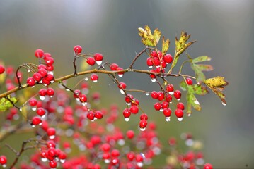 Fototapeta na wymiar Crataegus Monogyna berries with water droplets in Autumn