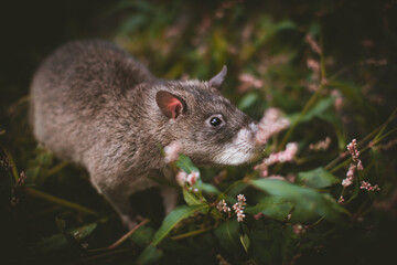 Giant african pouched rat in a garden with pansies
