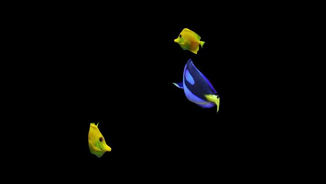 Yellow Blue Tang Fish Video, FISH Animation, Fish Swim Video, 3D Animation, Underwater, Single and Group, Near camera, aquatic animals, 4K Footage, alpha matte