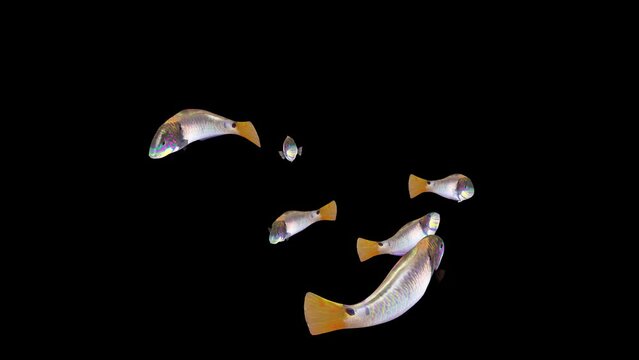 FIHS GROUP, FISH Animation, Fish Swim Green Screen Video, 3D Animation, Underwater, Single, and Group