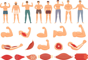 Muscle icons set cartoon vector. Fiber tissue. Muscular body