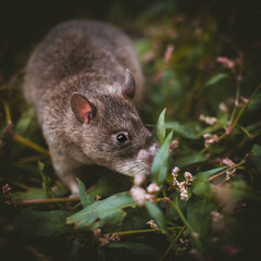 Giant african pouched rat in a garden with pansies