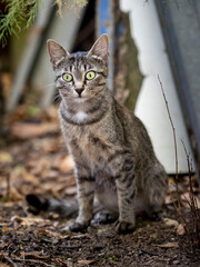 Gatto randagio solitario con gli occhi verdi