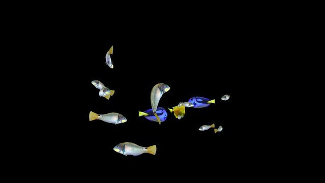 Fish Animation, Fish Swim Green Screen Video, 3D Animation, Underwater, Single and Group, Group of fish with a blue and yellow tang, Alpha matte, 