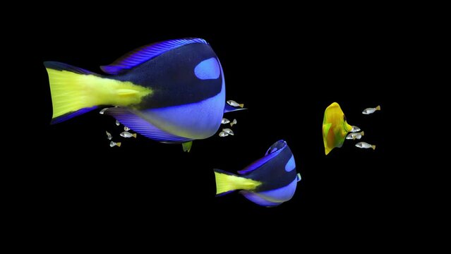 FISH Animation, Fish Swim Green Screen Video, 3D Animation, Underwater, Single and Group, Group of fish with blue and yellow tang close up