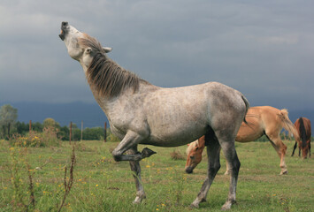 Naklejka premium horse in the field