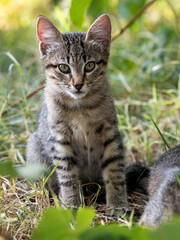 Gatto randagio solitario con gli occhi verdi