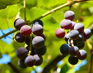 grapes in vineyard