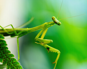Australian Praying Mantis on a fern