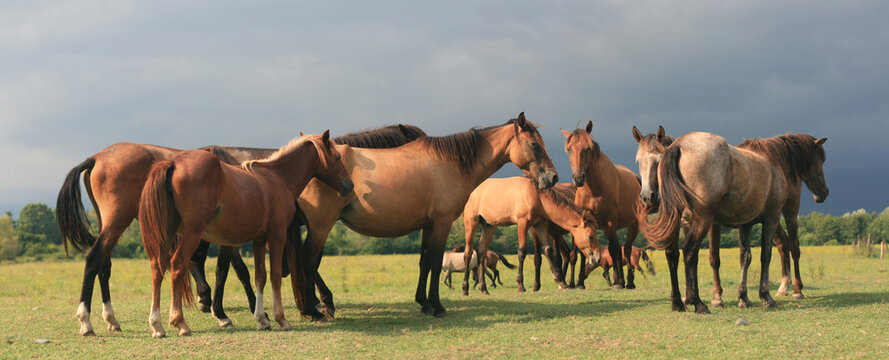 herd of horses © ivan