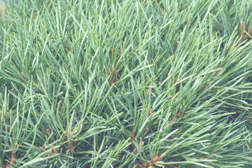 Small green needles pine leaves close-up. Plant for landscaping the garden. Floral background.