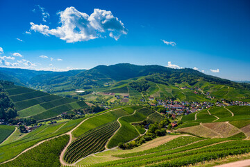 View from Staufenberg Castle to the Black Forest with grapevines near the village of Durbach in the Ortenau region_Baden, Baden Wuerttemberg, Germany.