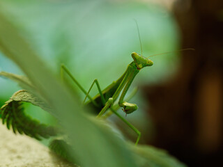 Australian Praying Mantis on a fern