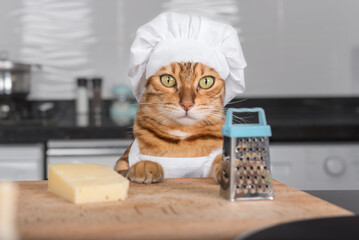 A cat in a white apron and a chef's hat next to hard cheese and a grater.