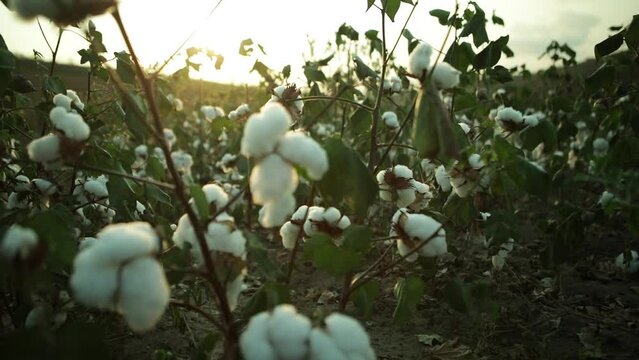 close up of a white cotton crop, cotton field