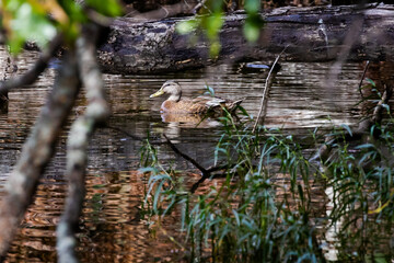 Mallard Duck in a cove at Lake Acworth Georgia.