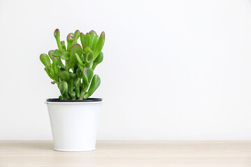 A jade plant (a succulent plant also known as Crassula Ovata) in white pot on left of wooden desk against white wall