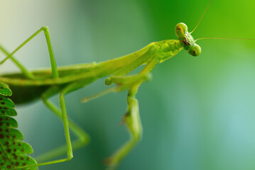 Australian Praying Mantis on a fern