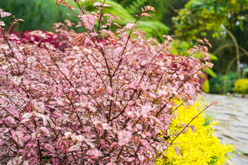 Hypoestes phyllostachya, the polka dot plant, is a species of flowering plant in the family Acanthaceae, native to South Africa, Madagascar, and south east Asia.