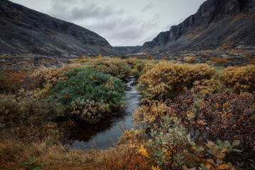 Mountain northern stream, autumn in the north, plants by the stream