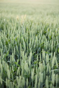 Background image of green wheat growing on field