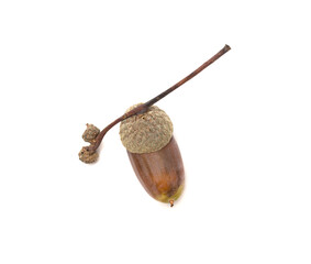 Acorn isolated on white background, top view