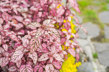 Hypoestes phyllostachya, the polka dot plant, is a species of flowering plant in the family Acanthaceae, native to South Africa, Madagascar, and south east Asia.