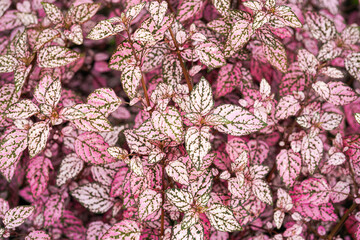Hypoestes phyllostachya, the polka dot plant, is a species of flowering plant in the family Acanthaceae, native to South Africa, Madagascar, and south east Asia.