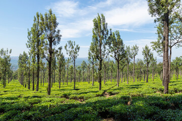 A view of Tea gardens located at Ooty Tamil Nadu, India.Lush greenery Landscape photograph of...