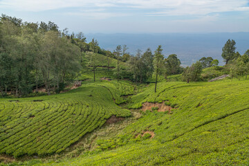 Fototapeta na wymiar A view of Tea gardens located at Ooty Tamil Nadu, India.Lush greenery Landscape photograph of Nilgiri hills.