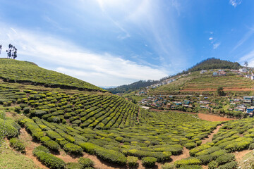 A view of Tea gardens located at Ooty Tamil Nadu, India.Lush greenery Landscape photograph of Nilgiri hills.