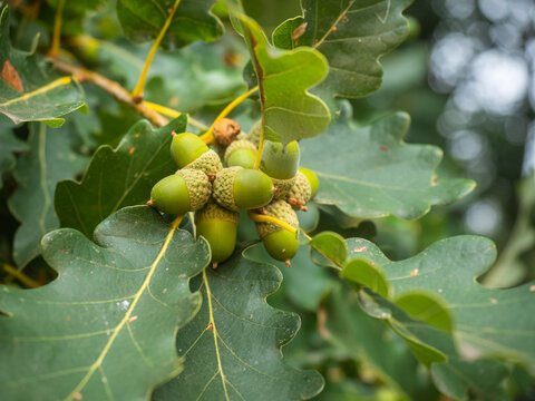 Eiche (Quercus petraea)  mit Eicheln an einen kleinen Ast.