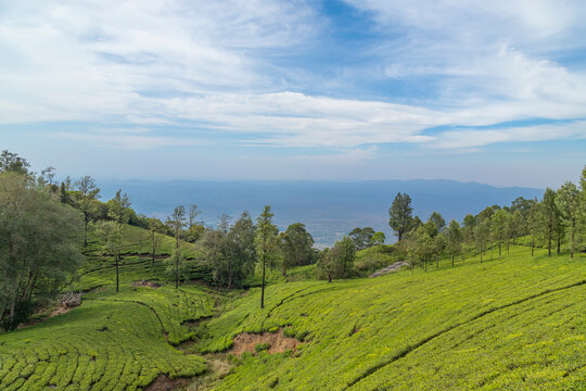 A view of Tea gardens located at Ooty Tamil Nadu, India.Lush greenery Landscape photograph of Nilgiri hills.